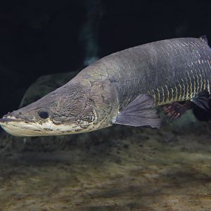 Arapaima (Arapaima gigas)