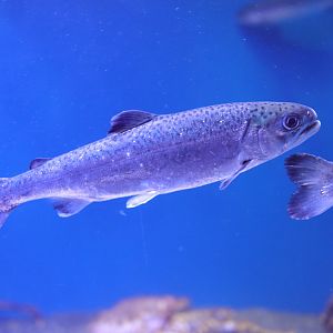 Coho Salmon (Oncorhynchus kisutch)