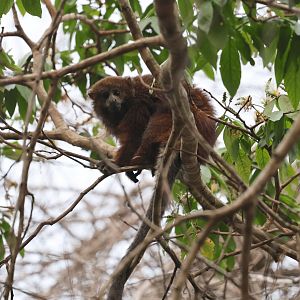 Rio Beni titi monkey (Plecturocebus modestus)