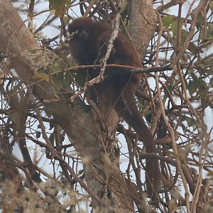 Olalla brothers's titi monkey (Plecturocebus olallae)