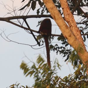 Madidi titi monkey or  GoldenPalace.com monkey (Plecturocebus aureipalatii)