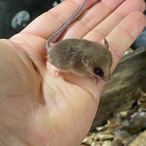 Brazilian Gracile Opossum (Gracilinanus microtarsus)