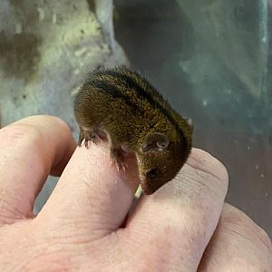 northern three-striped opossum (Monodelphis americana)