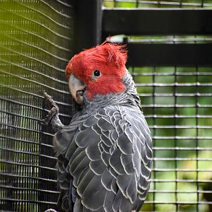 Gang-gang Cockatoo