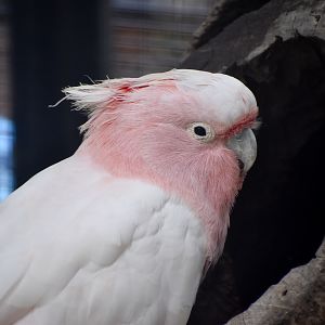 Pink Cockatoo