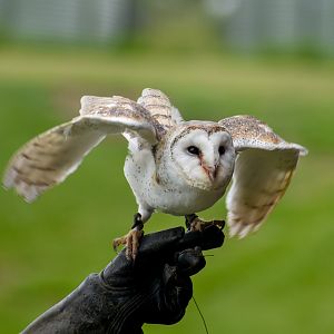 Eastern Barn Owl