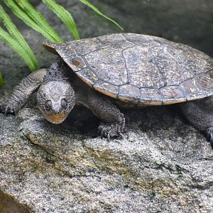 Saw-shelled Turtle