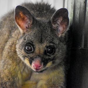 Common Brushtail Possum - wild