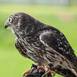 Barking Owl