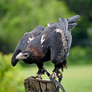 Wedge-tailed Eagle