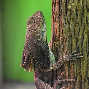 Frilled Dragon