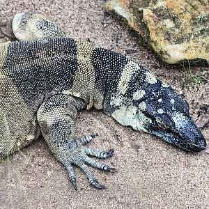 Lace Monitor