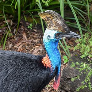 Southern Cassowary