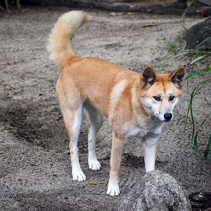 Dingo