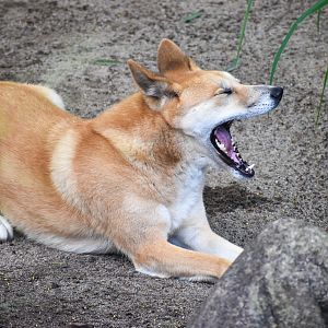 Dingo