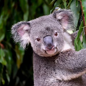 Koala