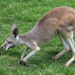 Red Kangaroo