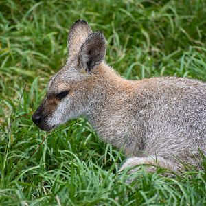 Red-necked Wallaby