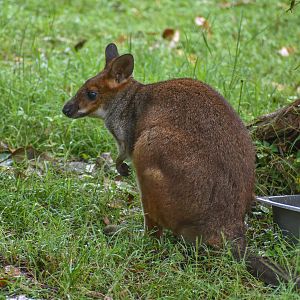 Red-legged Pademelon