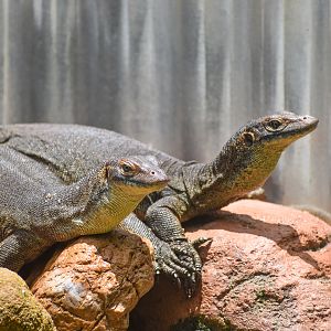 Merten's Water Monitors