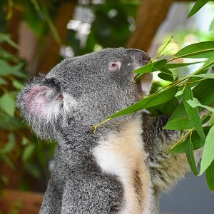 Koala feeding