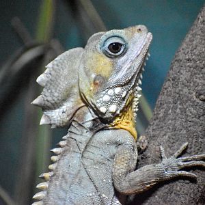 Boyd's Forest Dragon