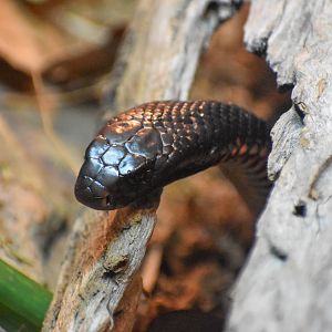Red-bellied Black Snake