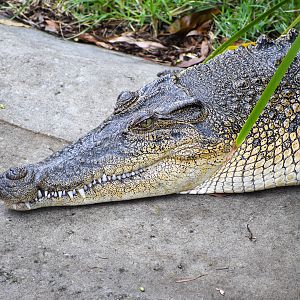Saltwater Crocodile