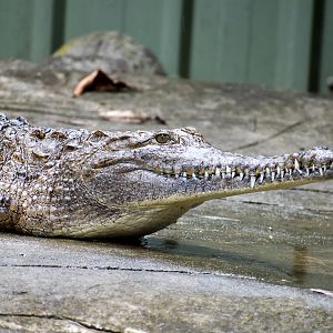 Freshwater Crocodile