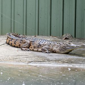 Freshwater Crocodile