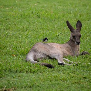 Eastern Grey Kangaroo with Willie-Wagtail