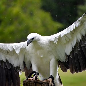 White-bellied Sea-Eagle