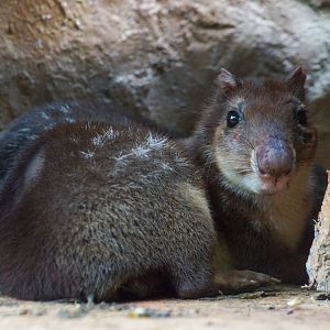 Lowland paca (Cuniculus paca)