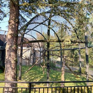 Zamocs Zoo - Monkey House - Mantled Colobus