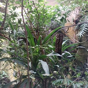 Zamocs Zoo - Monkey House - Rainforest