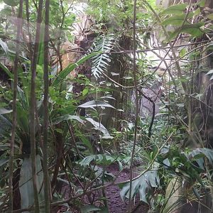 Zamocs Zoo - Monkey House - Rainforest