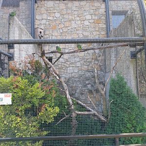 Zamocs Zoo - Monkey House - Parrot aviaries - Vinaceous-breasted amazon (Amazona vinacea)
