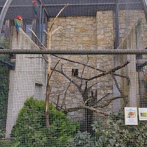 Zamocs Zoo - Monkey House - Parrot aviaries - Green-winged macaw (Ara chloropterus)