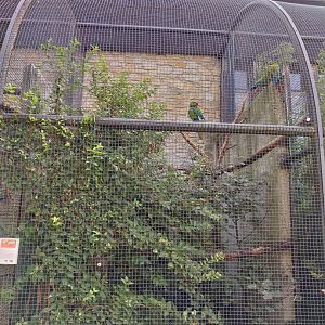 Zamocs Zoo - Monkey House - Parrot aviaries - Military macaw (Ara militaris)
