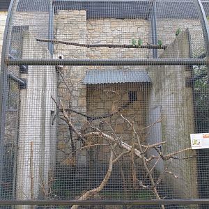 Zamocs Zoo - Monkey House - Parrot aviaries - Yellow-billed amazon (Amazona collaria)