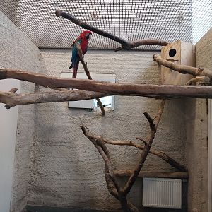 Zamocs Zoo - Monkey House - Green-winged macaw (Ara chloropterus)