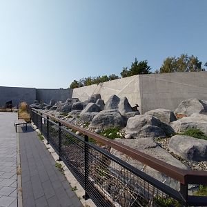 Zamocs Zoo - Barbary sheep (Ammotragus lervia)