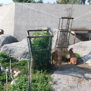 Zamocs Zoo - Barbary sheep (Ammotragus lervia)