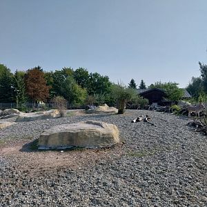 Zamocs Zoo - Somali Wild Ass (Equus africanus somaliensis)