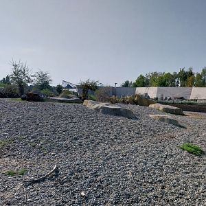 Zamocs Zoo - Somali Wild Ass (Equus africanus somaliensis)