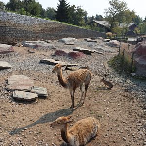 Zamocs Zoo - Vicunha (Vicugna vicugna) and Patagonian mara (Dolichotis patagonum)