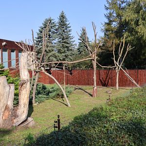 Zamocs Zoo - Monkey house - Lar Gibbon (Hylobates lar)