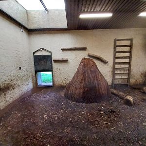 Zamocs Zoo - South America complex - Backside - Giant anteater