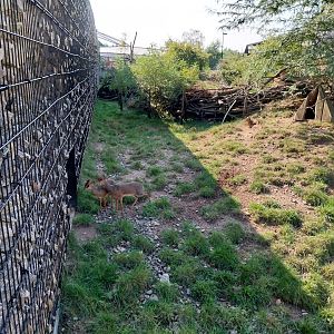 Zamocs Zoo - Kirk Dikdik (Madoqua kirki)