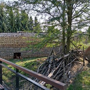 Zamocs Zoo - Kirk Dikdik (Madoqua kirki)